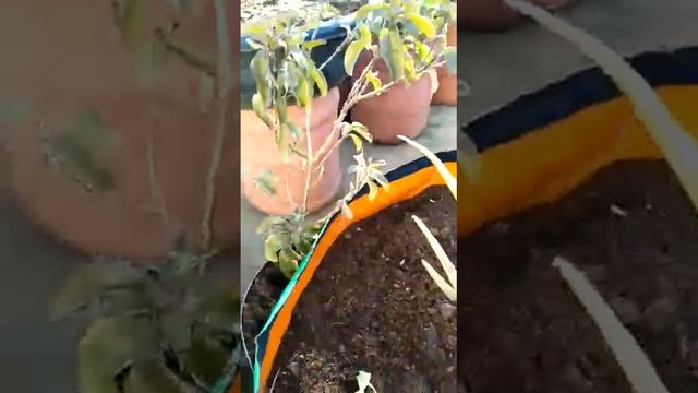 VJ Garden Boutique's Innovative creativity 5herbs in one grow bag смотреть онлайн