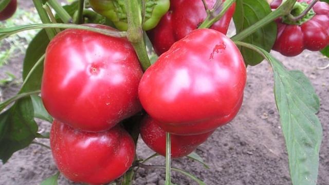 Перец сорта Колобок смотреть онлайн