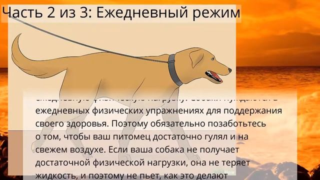 Как заставить собаку пить воду смотреть онлайн
