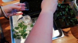 Черенкование и укоренение  кампанулы в январе .