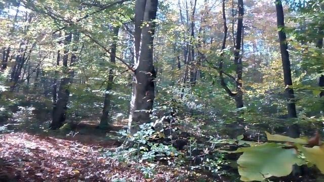 ОСЕННИЙ ЛЕС !!! ЧЕЧНЯ!!! смотреть онлайн