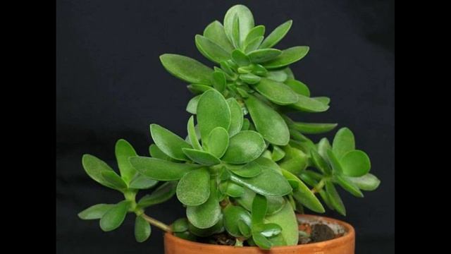 Толстянка древовидная выращивание и  уход в домашних условиях