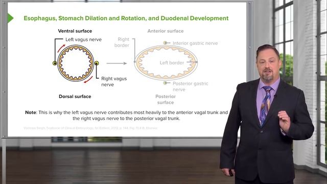 Foregut Development: Esophagus & Stomach – Embryology | Lecturio смотреть онлайн