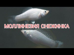 МОЛЛИНЕЗИЯ СНЕЖИНКА. СОДЕРЖАНИЕ, КОРМЛЕНИЕ И РАЗМНОЖЕНИЕ