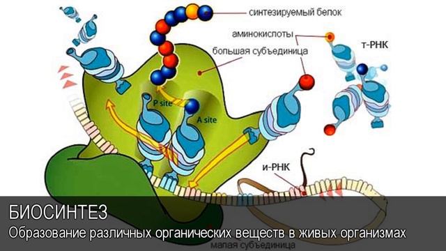 Биосинтез. Толковый Видеословарь русского языка смотреть онлайн