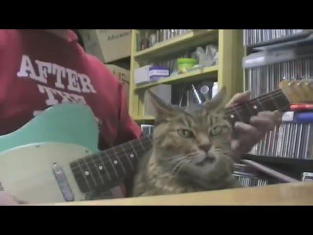 Прикол! Кот и гитара смотреть онлайн