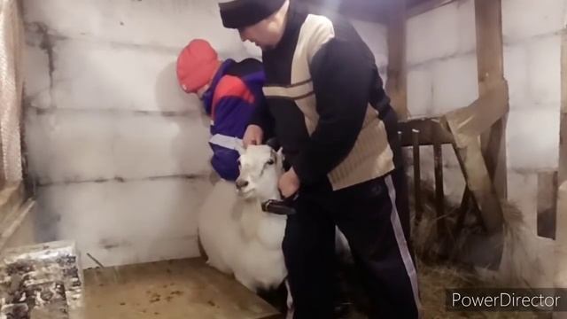 Ставим витамины коровам/Не одно животное не пострадало/ Коровы Козы Тёлка Бычок/ смотреть онлайн