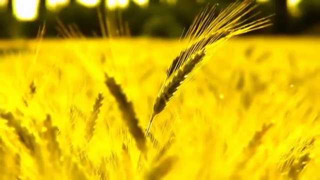 Sting - Fields Of Gold