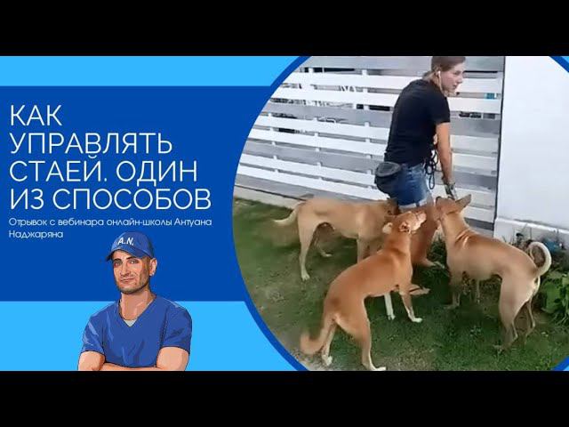 Как управлять стаей (один из способов) смотреть онлайн