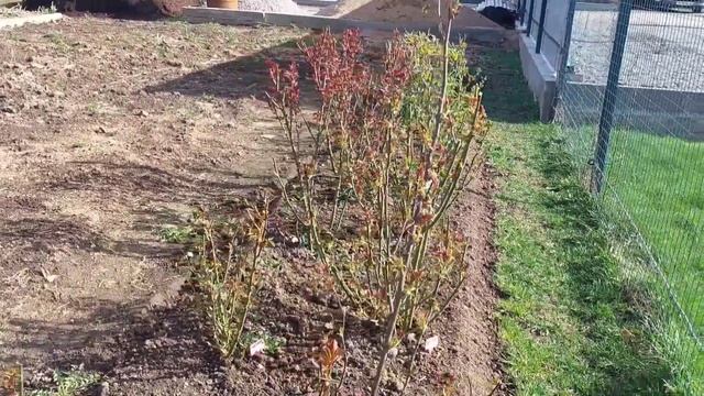 Обзор ?дачного участка на майские праздники. Пополнение новым сортом гортензии Bonfire.Мой розарий смотреть онлайн