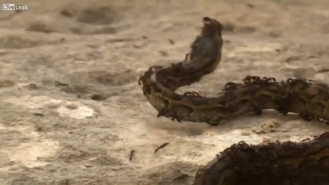 Муравьи против питона / Ants vs Python смотреть онлайн