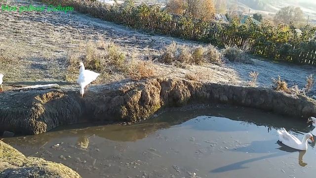 Как гуси воспитывают своих гусят? Гуси сделали перекличку. смотреть онлайн