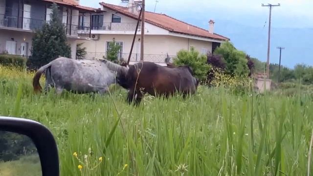 Чем полезен табун мулов ? смотреть онлайн