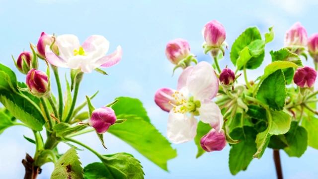 КУМА, з днем народження! Вітання для куми на українській мові, привітання кумі смотреть онлайн