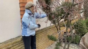 МОЖЖЕВЕЛЬНИК  формировать ЛЕГКО! НИВАКИ ИЗ МОЖЖЕВЕЛЬНИКА