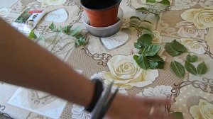 Комнатные цветы Черенкование жасмина