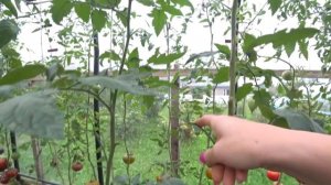 Томат Дакоста Португальская (DaCosta's Portuguese)