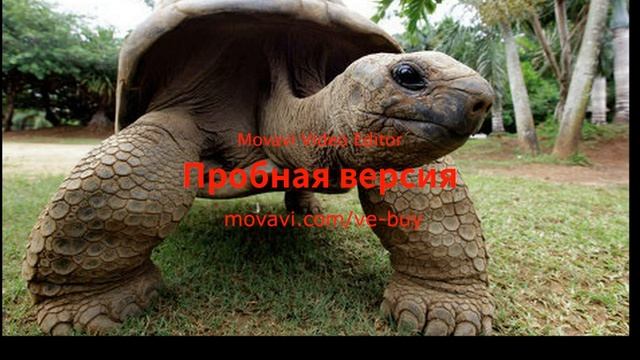 Берегите природу! Работа в рамках проекта "Туатара ищет маму" смотреть онлайн