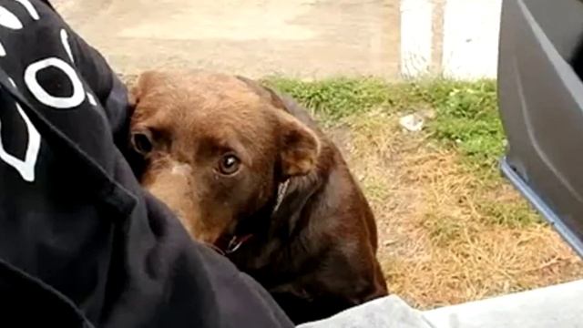 Дедушка со слезами принёс свою собаку на усыпление, потому что у него не было денег на лечение... смотреть онлайн