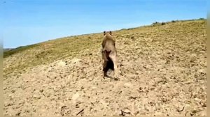 📌АРМЯНСКИЙ ВОЛКОДАВ ГАМПР🐾ИСТИНЫЙ АБОРИГЕН-ТАЙКАН🔥💣
