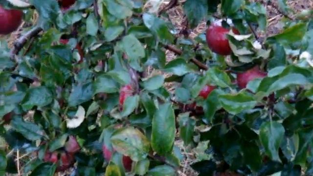 Лучшие сорта яблок. Прогулка по саду сорт яблони Белорусское сладкое смотреть онлайн