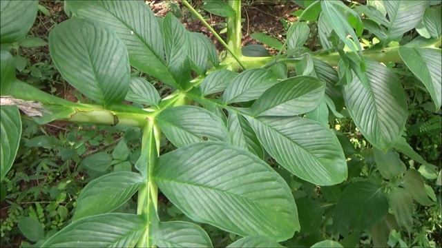 Elephant foot yam (Amorphophallus paeoniifolius) - part 3 смотреть онлайн