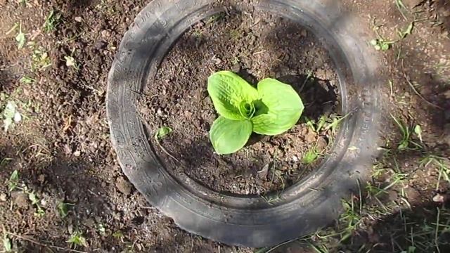 Чем занять пустые углы на садовом участке. смотреть онлайн