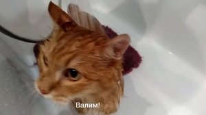 Лаифхак как помыть кота без проишествий.