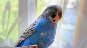 Как правильно выбрать и ухаживать за волнистыми попугаями.Болезни попугаев.Личный опыт.