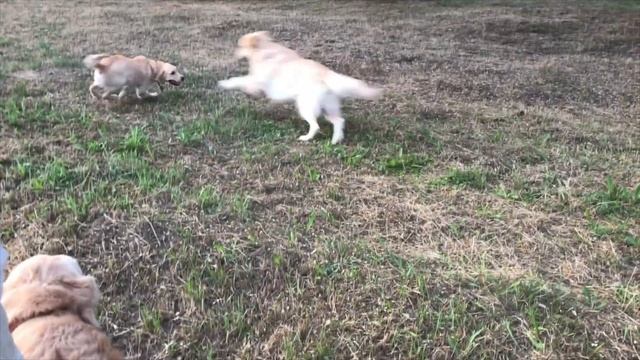 Золотистый ретривер -Одди!Наш хвостик и самый верный друг! смотреть онлайн