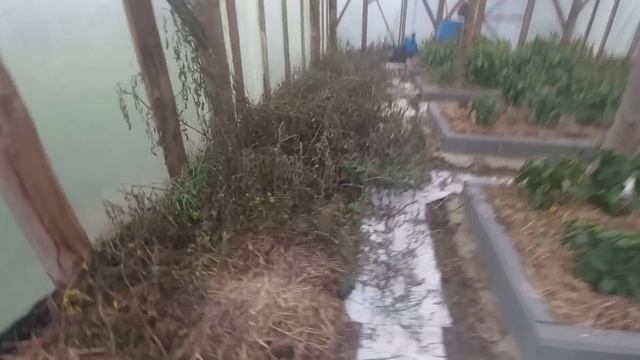 Посадил много винограда в теплицу! Продолжаю осенний покос золотарника, что бы избавится от сорняко смотреть онлайн