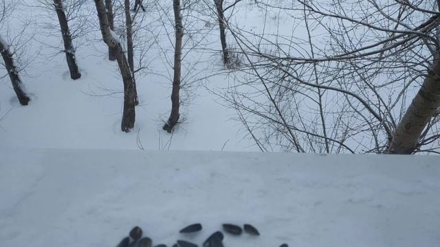 Синички оперативно выносят семечки смотреть онлайн