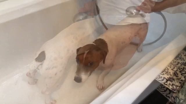 Как почистить зубы собаке, купаем джек рассела смотреть онлайн