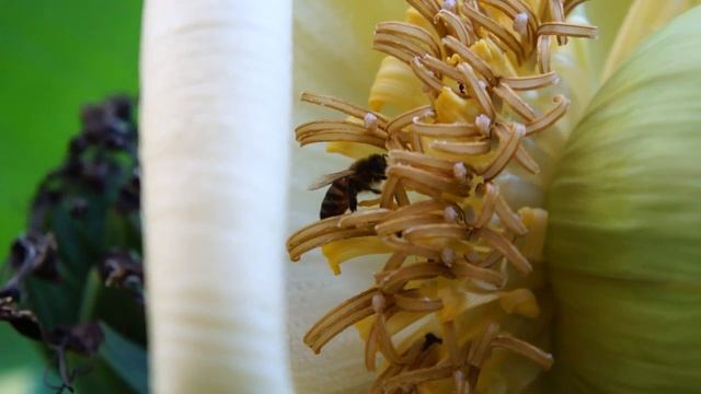 БАНАН ЦВЕТЁТ.mp4 смотреть онлайн