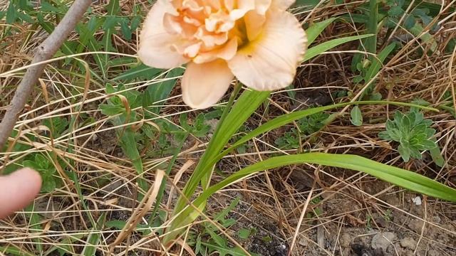 Siloam Double Success Hemerocallis