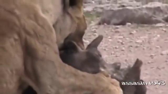 реальная Африка Львы убивают бородавочника смотреть онлайн