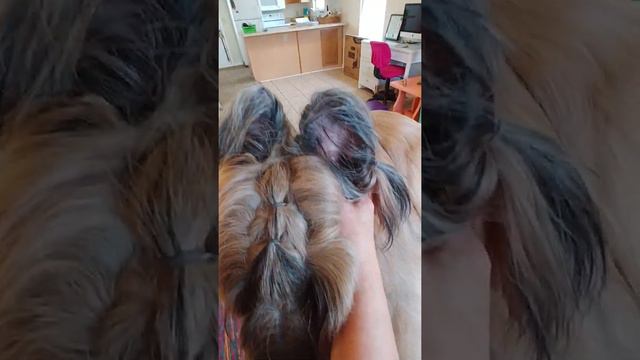 Gluing Briard Ears смотреть онлайн