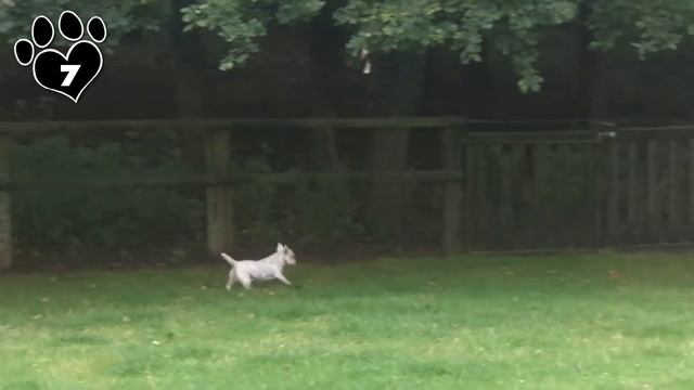 Meet the Tenacious and Intelligent West Highland White Terrier смотреть онлайн