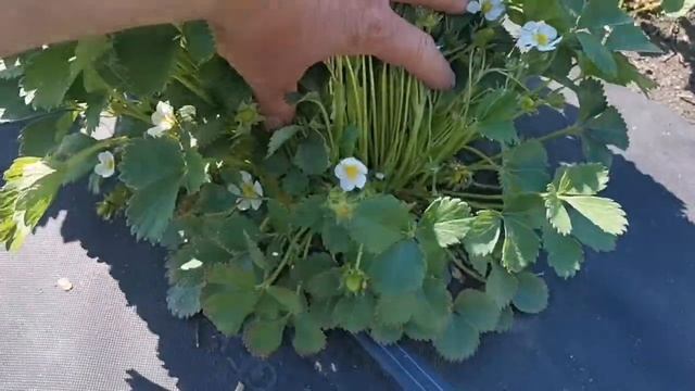 Клубника Сибилла, новые сорта с совместной закупки смотреть онлайн