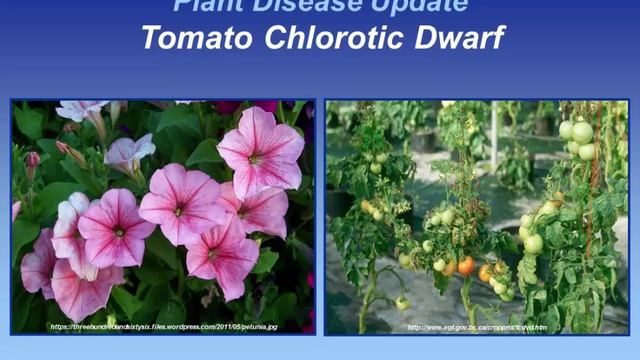 Tomato Chlorotic Dwarf