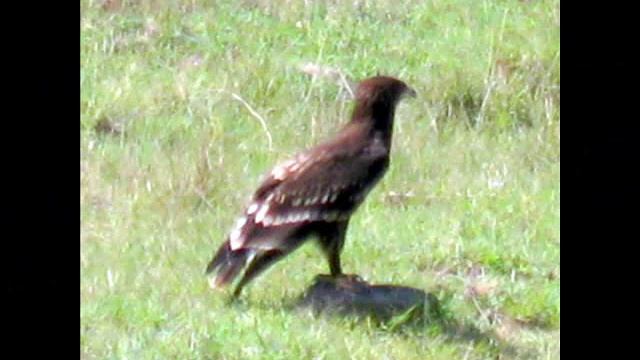 Lake Nakuru National Park Kenya @ 2008 смотреть онлайн