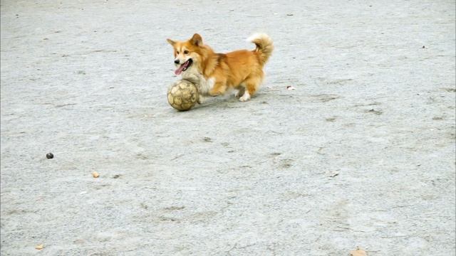 Owning a Corgi?! | What you NEED to Know! смотреть онлайн