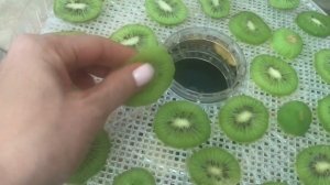 Сушу киви на электросушилке