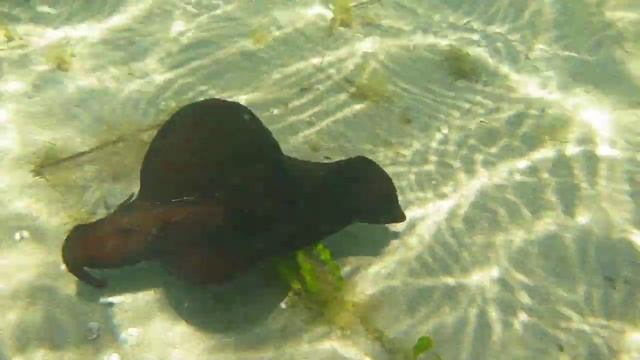Aplysia de mar negra (Aplysia fasciata) en el Mar Menor смотреть онлайн