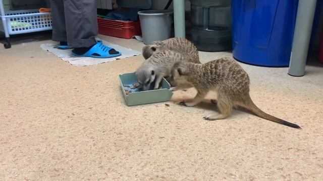 Самый жадный сурикат. На еду нужно просто лечь! смотреть онлайн