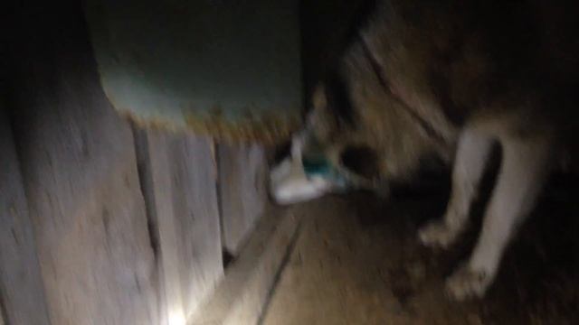 ЗСЛ "ГЕРДА"ЛАЙКА И СОЛОВЬИ!!! смотреть онлайн