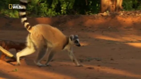 Nat Geo Wild. Фантастические существа Мадагаскара.