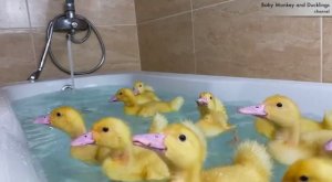 Утята купаются в ванной