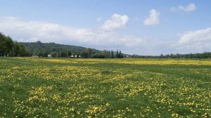 Окружающий мир 4 класс ч.1, тема урока "Жизнь луга", с.170-177, Школа России.