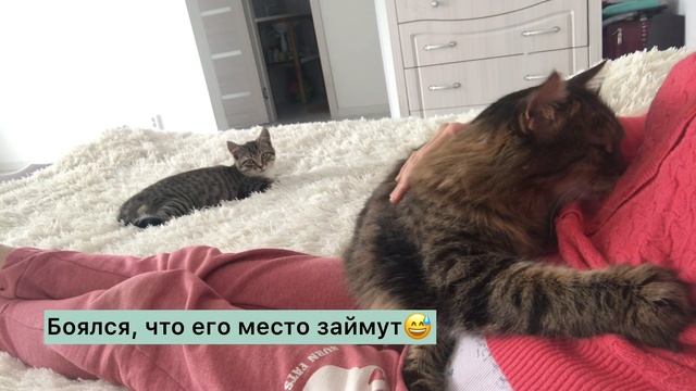 Подселили к толстому коту маленького котенка
